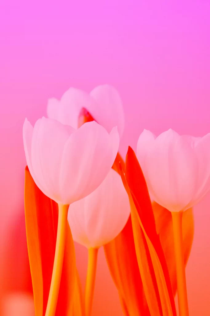 Danielle suijkerbuijk ntnkduf th8 unsplash